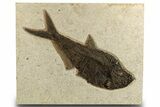 Large, Fossil Fish (Diplomystus) - Green River Formation #327895-1